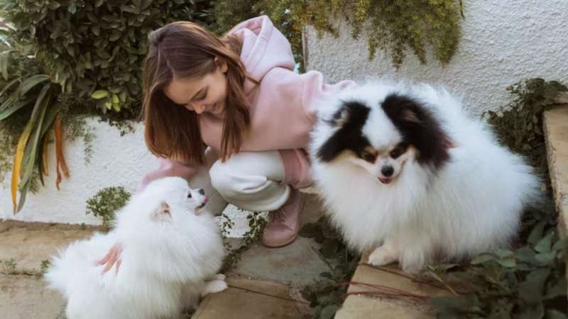 Pomchi Grooming: A Complete Guide