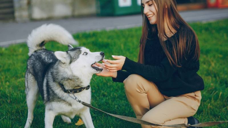 3 Best Bully Stick Brands for Safe Daily Dog Chewing (2026 Guide) 