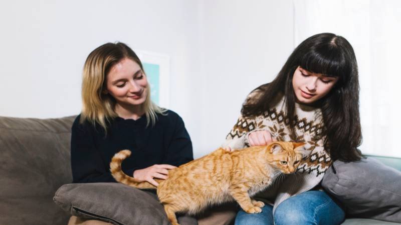 Why Does My Cat Drool When I Pet Him? Causes, Meaning & When to Worry