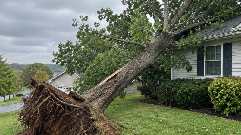 Professional Tree Removal Services